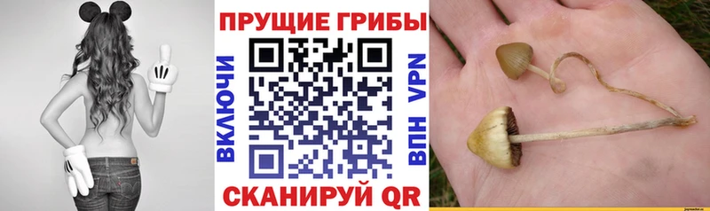 Галлюциногенные грибы прущие грибы  Сибай 